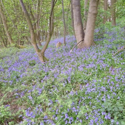 Bluebells at Packington Ridge Nature Reserve